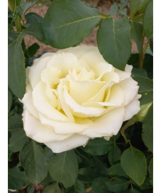 Butaș trandafir Vivaldi – rădăcină nudă, alb pur, nobil și luminos