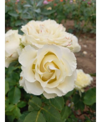 Butaș trandafir Vivaldi – rădăcină nudă, alb pur, nobil și luminos