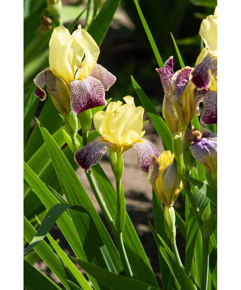 Iris germanica galben cu mov (soi compact, bază mov pe tulpină), rizom