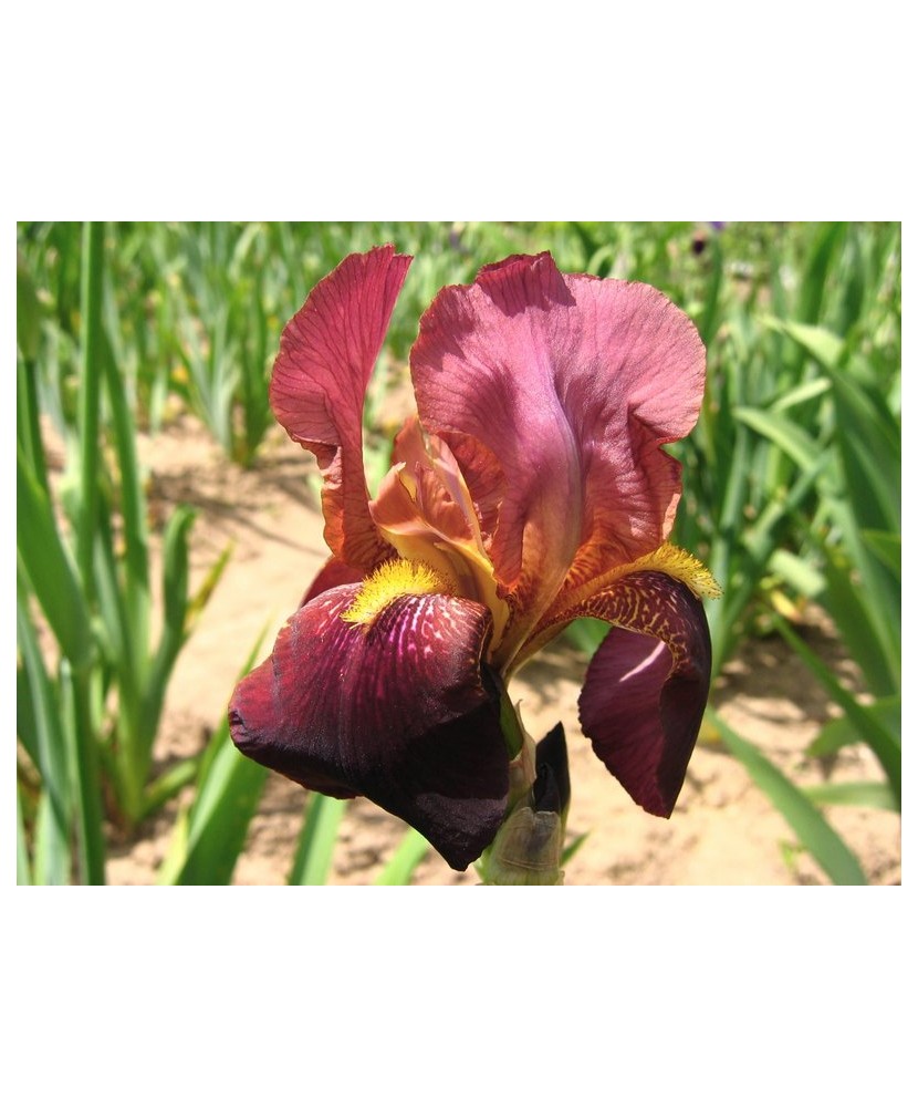 Iris germanica bicolor, grena, rizom