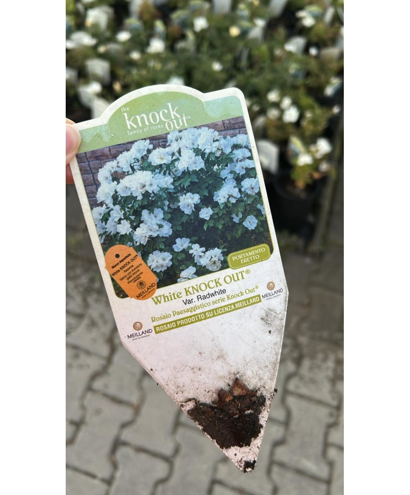 🤍 White Knock Out® Radwhite – Alb Pur, ghiveci 3L