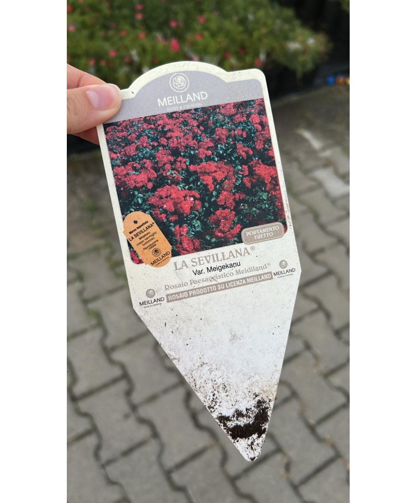 ❤️ La Sevillana® Meigekanu – Roșu Aprins, ghiveci 3L