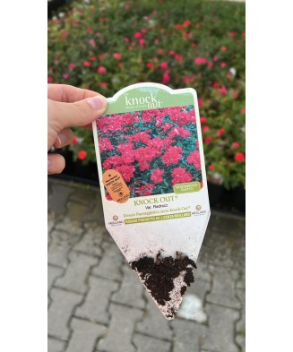 Knock Out® Radrazz – Roșu...