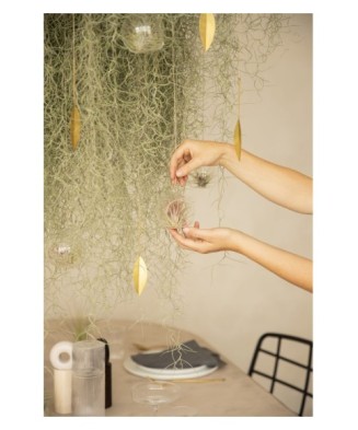 Planta aeriana, Tillandsia Ionantha clumb red - Medium