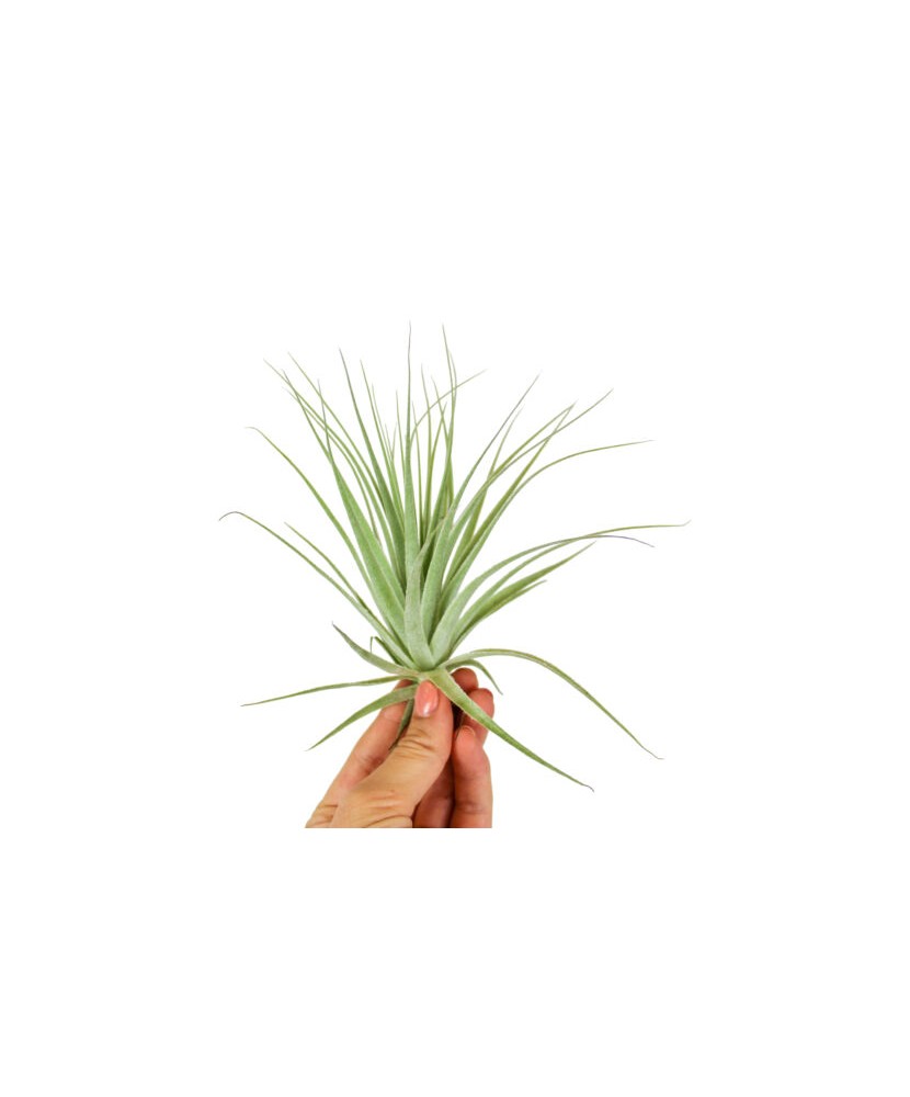 Planta aeriana, Tillandsia Gardneri