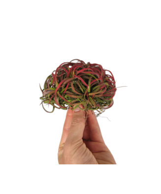 Planta aeriana, Tillandsia...