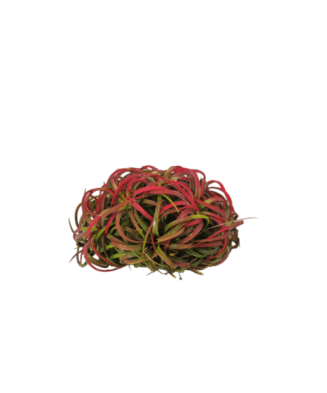 Planta aeriana, Tillandsia Ionantha clumb red - Medium