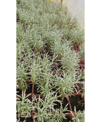 🌼🐝 Butași de Immortelle (Helichrysum italicum)