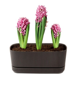 Jardiniera Flora, 3 L