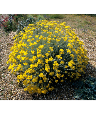 🌼🐝 Butași de Immortelle (Helichrysum italicum)