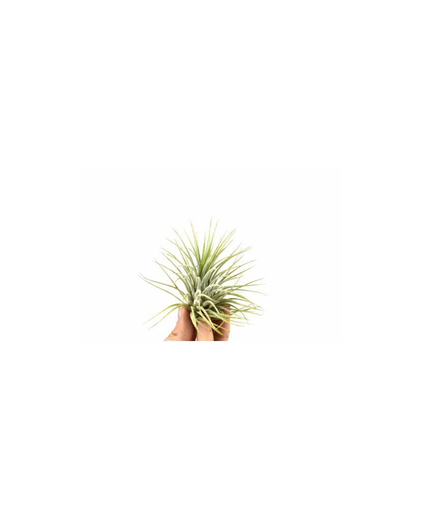 Planta aeriana, Tillandsia Ionantha green - Medium