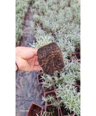 🌼🐝 Butași de Immortelle (Helichrysum italicum)