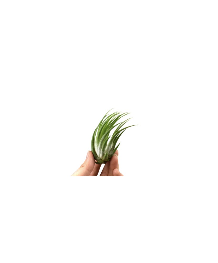 Planta aeriana, Tillandsia Ionantha Scaposa - Medium