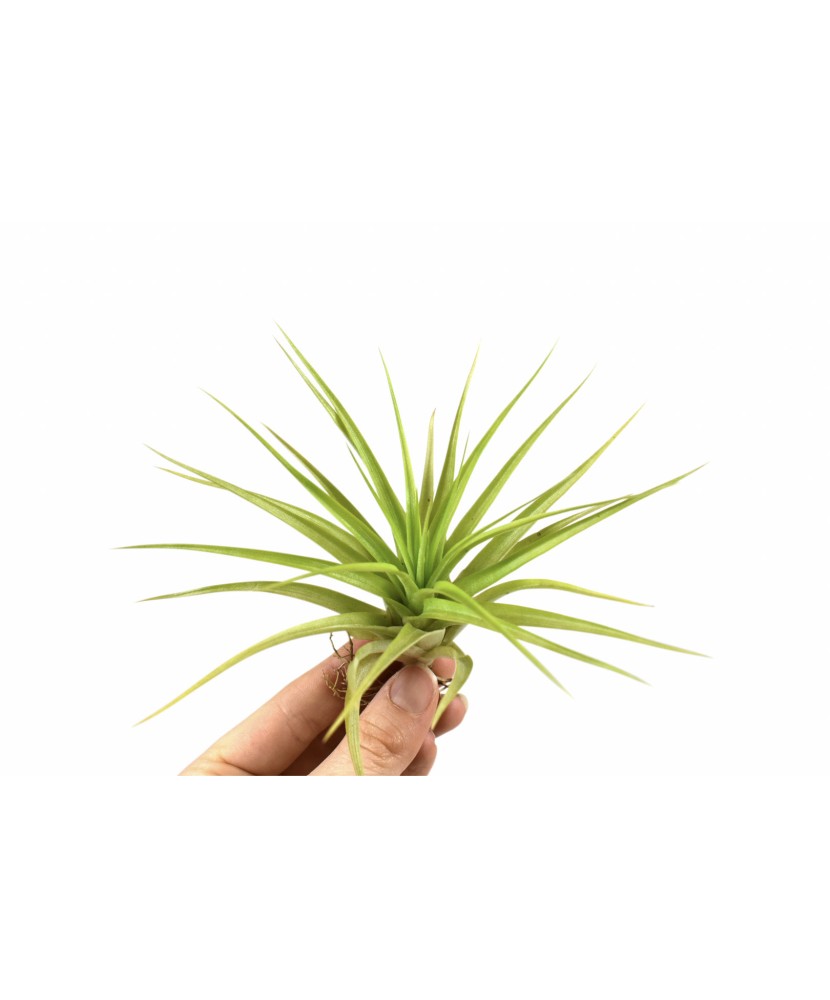 Planta aeriana, Tillandsia Multiflora green - Medium