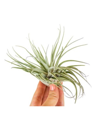 Planta aeriana, Tillandsia...