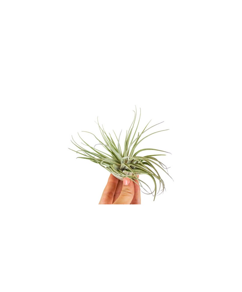Planta aeriana, Tillandsia Oaxacana - Medium