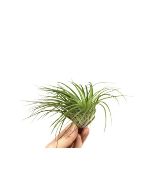 Planta aeriana, Tillandsia...
