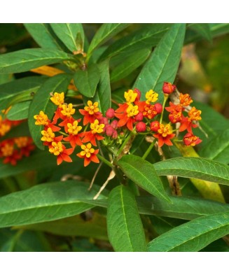 Leandrul de Muntenegru (Asclepias curassavica), ghiveci 2L