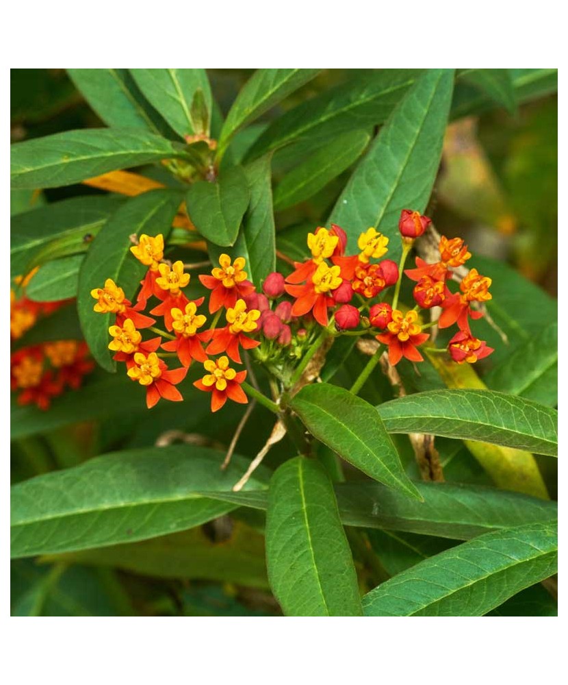 Leandrul de Muntenegru (Asclepias curassavica), ghiveci 2L