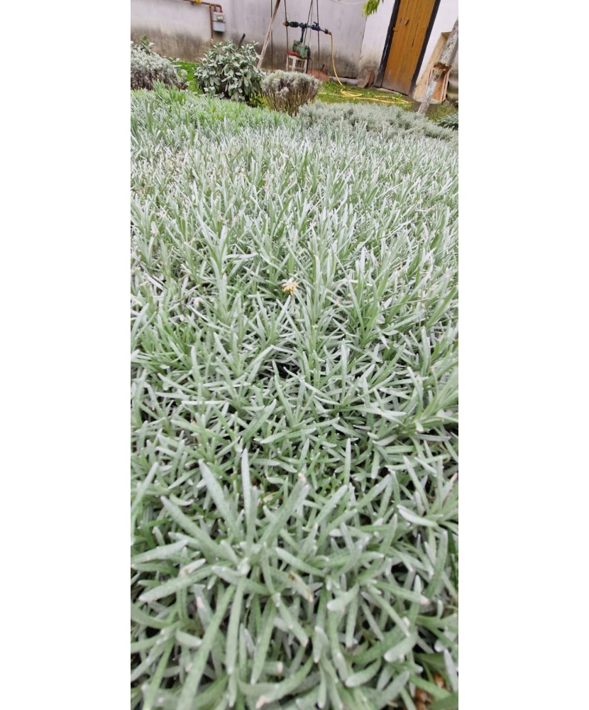 Lavanda, Angustifolia Sevtopolis, ghiveci 10cm
