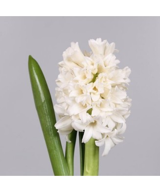 Bulb zambila,Hyacinthus Top White ®18/19