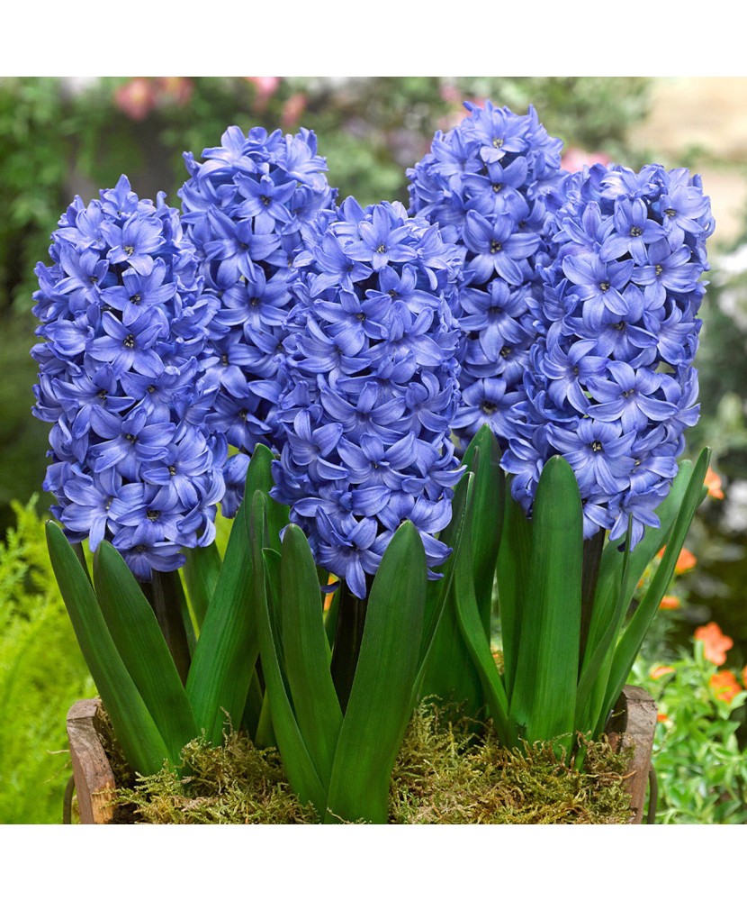 Bulb zambila,Hyacinthus Delft Blue18/19
