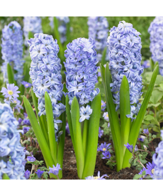 Bulb zambila,Hyacinthus Aqua®18/19