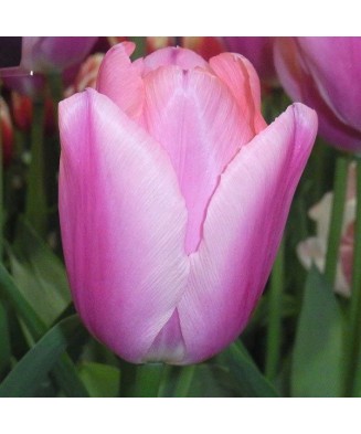 Bulb lalea, Tulipa Algarve 11/12