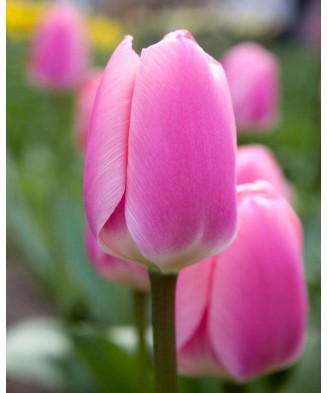Bulb lalea, Tulipa Algarve 11/12