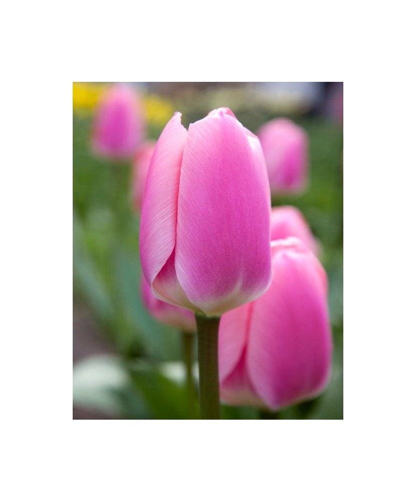Bulb lalea, Tulipa Algarve 11/12