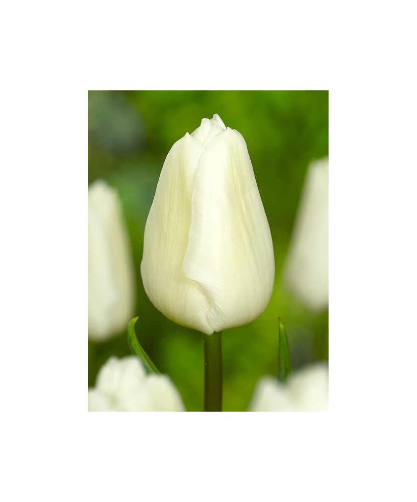 Bulb lalea, Tulipa White Prince® 11/12