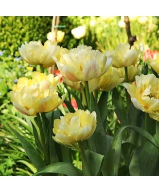 Bulb lalea, Tulipa Verona 12/+