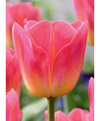 Bulb lalea, Tulipa Tom...