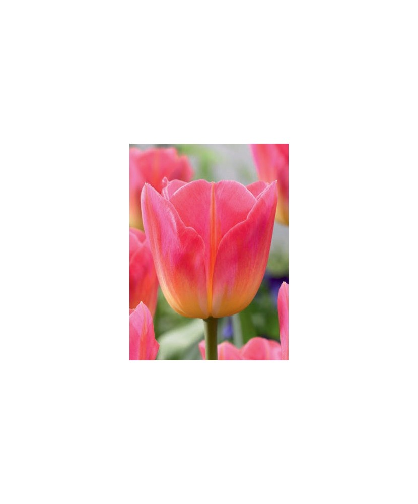 Bulb lalea, Tulipa Tom Pouce 12/+
