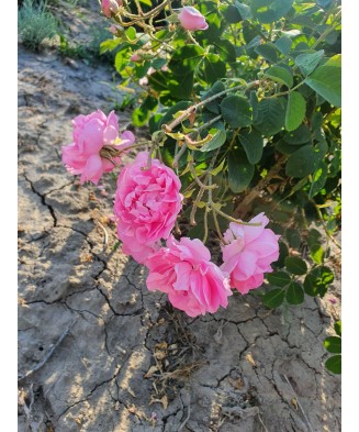 Trandafir Rosa Damascena de...