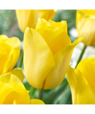 Bulb lalea, Tulipa Strong...