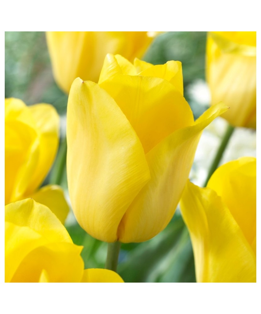 Bulb lalea, Tulipa Strong Gold 12/+