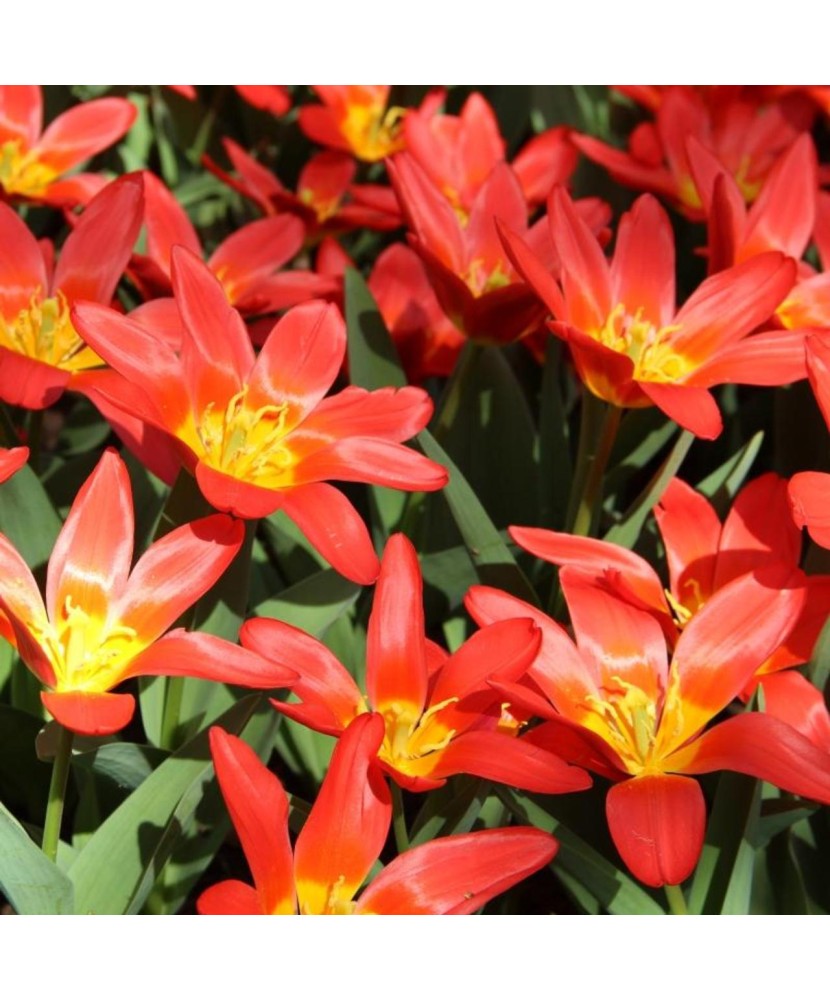 Bulb lalea, Tulipa Scarlet Baby 12/+