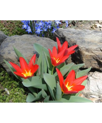 Bulb lalea, Tulipa Scarlet Baby 12/+