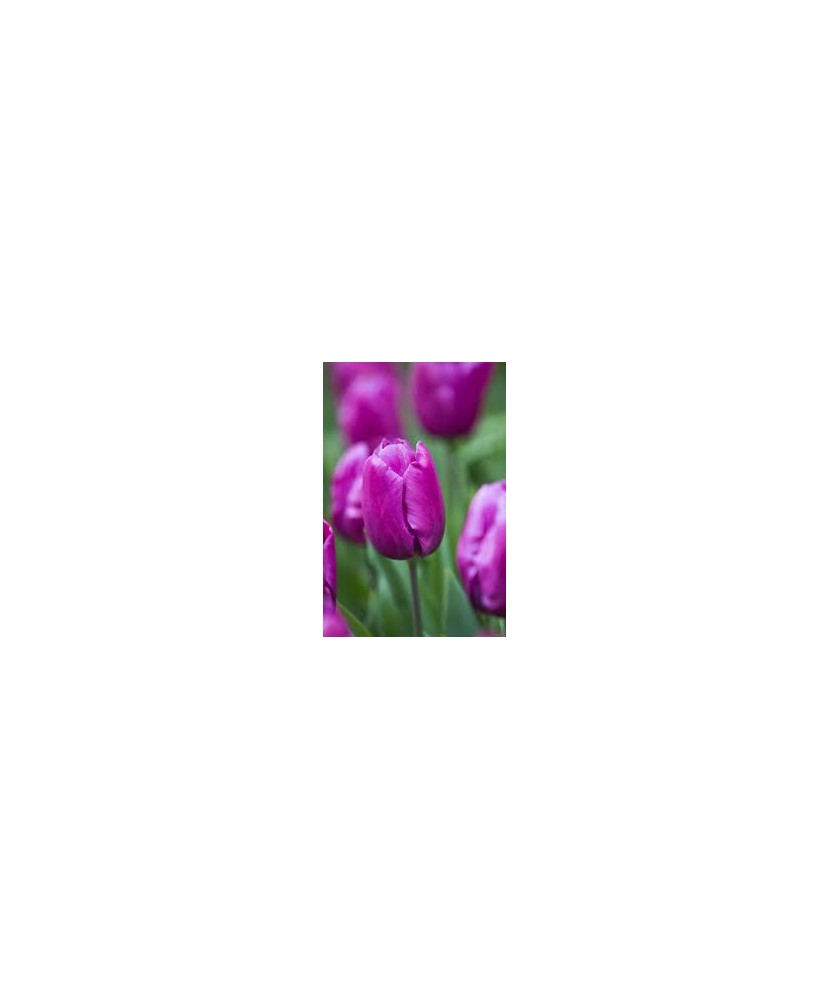 Bulb lalea, Tulipa Purple Prince 11/12