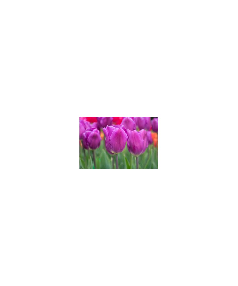 Bulb lalea, Tulipa Purple Flag 12/+
