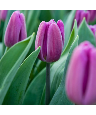 Bulb lalea, Tulipa Purple Flag 12/+