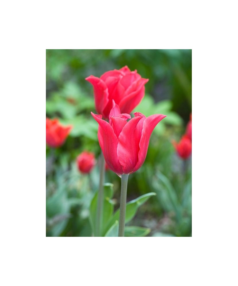 Bulb lalea, Tulipa Pretty Woman 12/+
