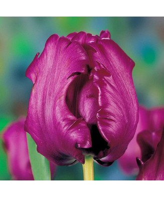 Bulb lalea, Tulipa Parrot...