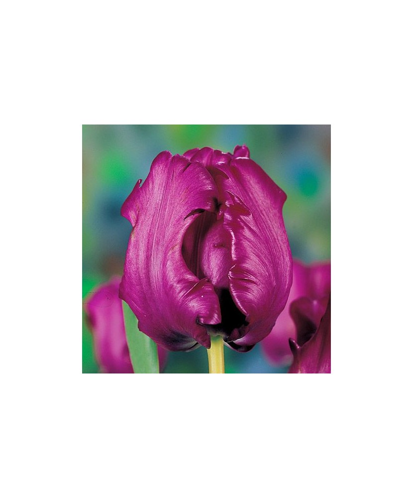 Bulb lalea, Tulipa Parrot Prince 11/12