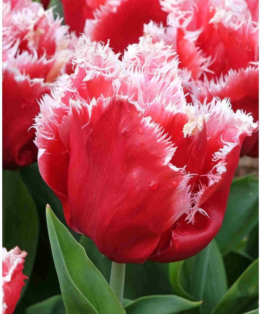 Bulb lalea, Tulipa New Santa® 11/12