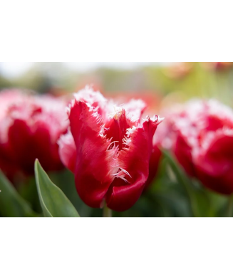 Bulb lalea, Tulipa New Santa® 11/12