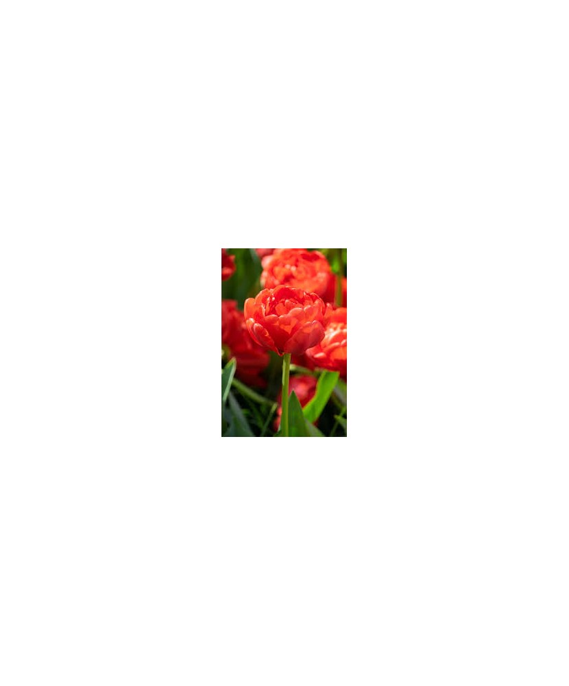 Bulb lalea, Tulipa Miranda 12/+