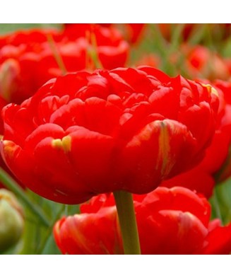 Bulb lalea, Tulipa Miranda 12/+