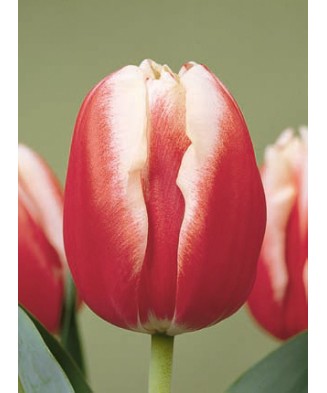 Bulb lalea, Tulipa Leen Van Der Mark 12/+
